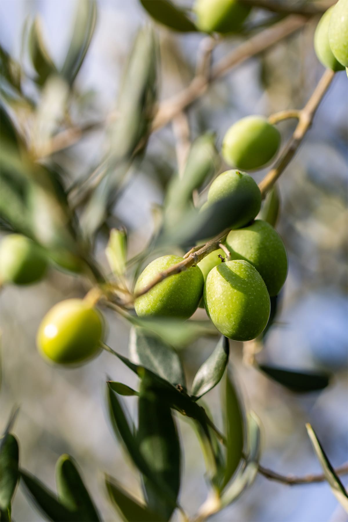 Оливковые рощи Solomeo