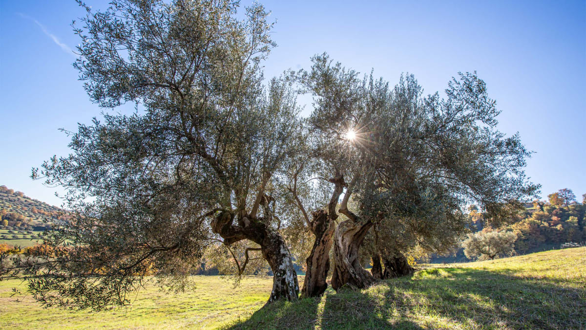 Масло Castello di Solomeo